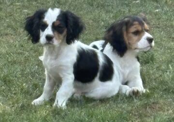 Cavalier/Cavachon puppies ready to go home!