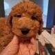Mini Labradoodle Puppy Red Robin
