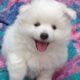 Pomeranian Puppy