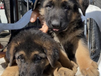 ***AKC GERMAN SHEPHERD PUPPIES***