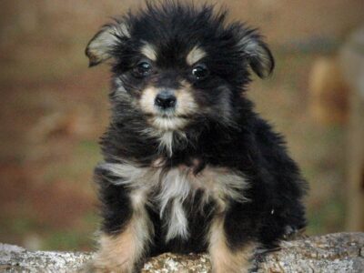 Shorkie Female On Sale