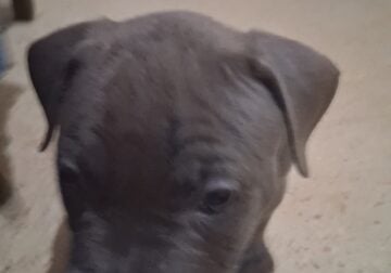 Best blue bully babies