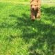 F1b Mini (micro) Goldendoodle