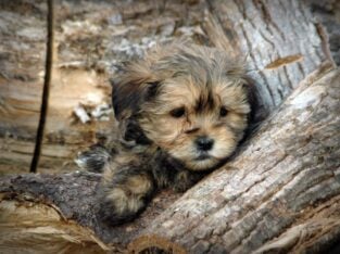Beautiful Shih Tzu Male On Sale