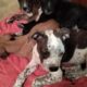 7 adorable puppies