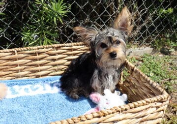 Male Yorkie 4 months – Fully Vaccinated