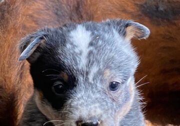 Blue Speckled Female Australian Cattle Dog Pup KF1