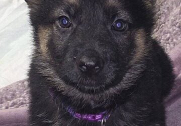 German Shepherd Puppy