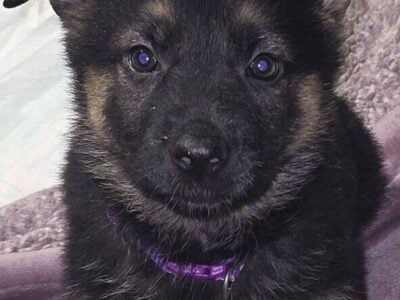 German Shepherd Puppy
