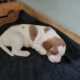 Brittany Spaniel Puppies