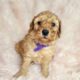 F1b Petite Goldendoodles