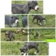 Bluenose pitbull puppies