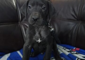 Great Danes