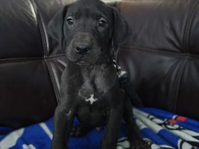 Great Danes