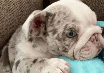 AKC English Bulldog Female