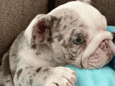 AKC English Bulldog Female