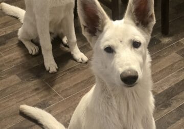 White German Shepherd Puppies 5 months old
