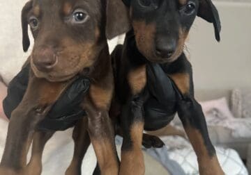 Doberman puppies