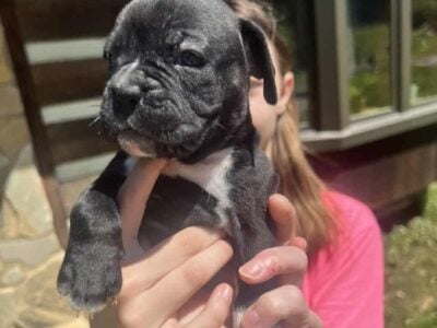 BOXER PUPPIES