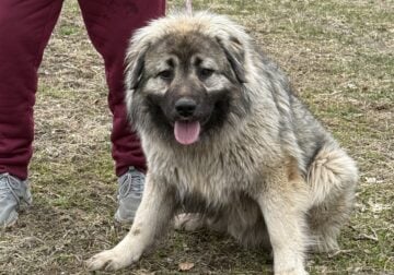 Yr old male Caucasian Ovcharka