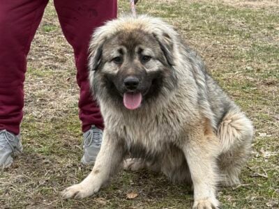 Yr old male Caucasian Ovcharka