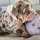 English Bulldog Lilac Tri Merle