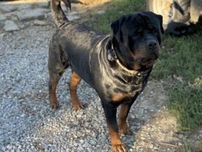 Rottweiler Puppies