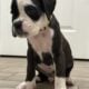 Euro Boxer Puppies AKC Registered