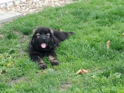 Ovcharka- Caucasian Shepherd Puppies