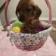 Dachshunds Puppies Reduced