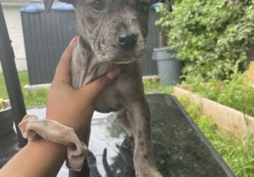 Xl Merle Bully /Presa Canario Mix puppies $1000(M)