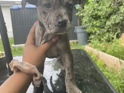Xl Merle Bully /Presa Canario Mix puppies $1000(M)