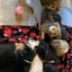 Litter of 8 Australian Shepard/ red heelers