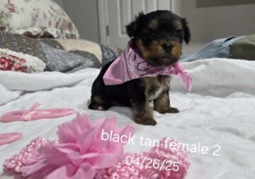 Beautiful baby girl Yorkie #2