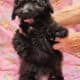 Betty, Maltipoo/ Toy Aussie mix, female