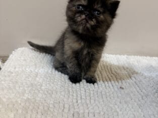 Exotic tortoiseshell female