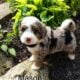 Mini Bernedoodle Mason