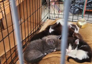 Cats & Kittens For Free