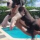 Great dane euro line puppies