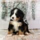 Honey – AKC Bernese Mountain Dog Puppy