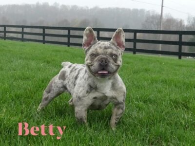 Merle female adult frenchie. Akc and dna tested!