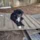 Maltipoo puppies