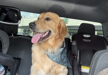 CASH(golden retriever)