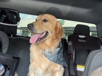 CASH(golden retriever)