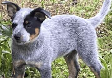 Australian Cattle Dog Puppy male 10 weeks old