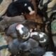 Beautiful American staffordshire terrier puppies