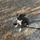 Pure bred staffordshire bull terrier puppy