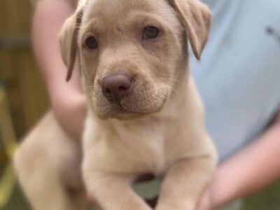 AKC Yellow Dudley Labrador puppy 2