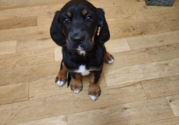 German shepherd / cocker spaniel mix