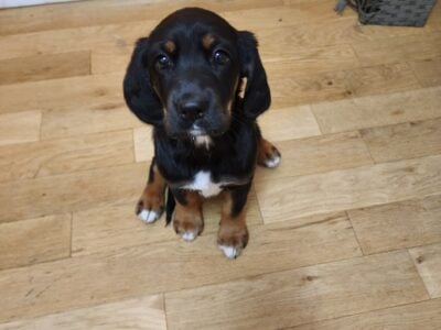 German shepherd / cocker spaniel mix